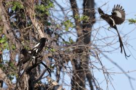 Dzierzba srokata - Lanius melanoleucus - Magpie Shrike