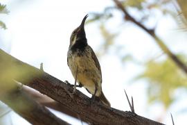 Nektarnik czarnoskrzydły - Cinnyris mariquensis - Marico Sunbird