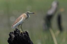 Czapla modronosa - Ardeola ralloides - Squacco Heron