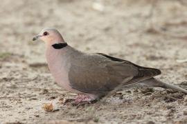 Synogarlica czerwonooka - Streptopelia semitorquata - Red-eyed Dove