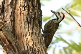 Dzięcioł sawannowy - Chloropicus namaquus - Bearded Woodpecker