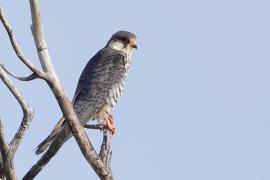 Kobczyk amurski - Falco amurensis - Amur Falcon