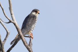 Kobczyk amurski - Falco amurensis - Amur Falcon