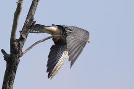 Kobczyk amurski - Falco amurensis - Amur Falcon