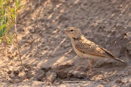 Skowroniec sawannowy - Mirafra africana - Rufous-naped Lark