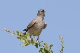 Mucharka płowa - Melaenornis infuscatus - Chat Flycatcher