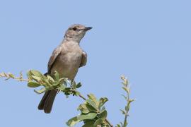 Mucharka płowa - Melaenornis infuscatus - Chat Flycatcher