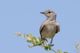 Mucharka płowa - Melaenornis infuscatus - Chat Flycatcher