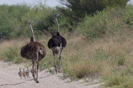 Struś czerwonoskóry - Struthio camelus - Common Ostrich