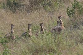 Struś czerwonoskóry - Struthio camelus - Common Ostrich