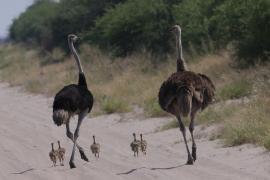 Struś czerwonoskóry - Struthio camelus - Common Ostrich