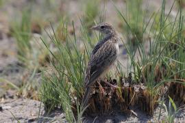 Skowroniec pustynny - Mirafra fasciolata - Eastern Clapper Lark