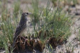 Skowroniec pustynny - Mirafra fasciolata - Eastern Clapper Lark