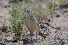 Skowroniec pustynny - Mirafra fasciolata - Eastern Clapper Lark