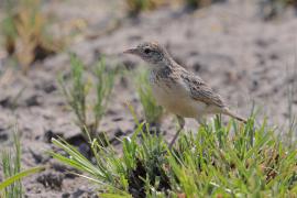Skowroniec pustynny - Mirafra fasciolata - Eastern Clapper Lark
