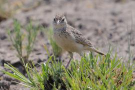 Skowroniec pustynny - Mirafra fasciolata - Eastern Clapper Lark