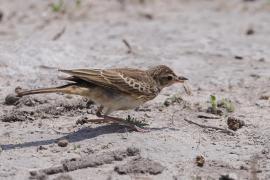 Skowroniec białobrewy - Calendulauda sabota - Sabota Lark