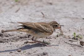Skowroniec białobrewy - Calendulauda sabota - Sabota Lark