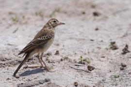 Skowroniec białobrewy - Calendulauda sabota - Sabota Lark