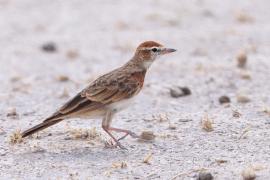 Skowrończyk rdzawołbisty - Calandrella cinerea - Red-capped Lark