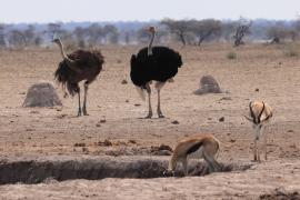 Struś czerwonoskóry - Struthio camelus - Common Ostrich