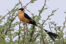Wdówka królewska - Vidua regia - Shaft-tailed Whydah