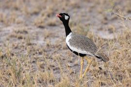 Dropik jasnoskrzydły - Afrotis afraoides - White-quilled Bustard