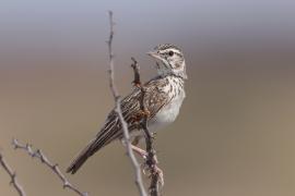 Skowroniec białobrewy - Calendulauda sabota - Sabota Lark