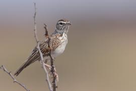 Skowroniec białobrewy - Calendulauda sabota - Sabota Lark