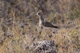 Sieweczka długonoga - Charadrius asiaticus - Caspian plover