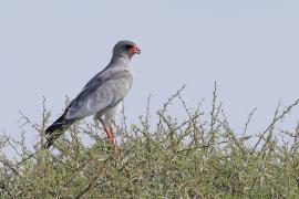 Jastrzębiak jasny - Melierax canorus - Pale Chanting Goshawk