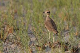 Rączak mały - Cursorius temminckii - Temminck's Courser