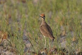 Rączak mały - Cursorius temminckii - Temminck's Courser