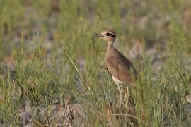 Rączak mały - Cursorius temminckii - Temminck's Courser