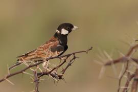 Pustynka białoucha - Eremopterix leucotis - Chestnut-backed Sparrow-Lark