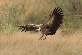 Sęp afrykański - Gyps africanus - White-backed Vulture