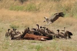 Sęp afrykański - Gyps africanus - White-backed Vulture