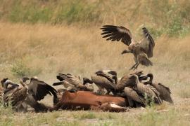 Sęp afrykański - Gyps africanus - White-backed Vulture