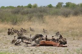 Sęp afrykański - Gyps africanus - White-backed Vulture