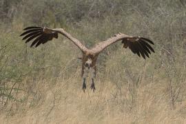 Sęp afrykański - Gyps africanus - White-backed Vulture