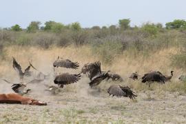 Sęp afrykański - Gyps africanus - White-backed Vulture