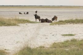 Solniska w Makgadikgadi