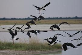 Bocian białobrzuchy - Ciconia abdimii - Abdim's Stork