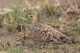 Stepówka kalaharyjska - Pterocles burchelli - Burchell's Sandgrouse