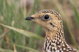 Stepówka kalaharyjska - Pterocles burchelli - Burchell's Sandgrouse