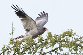 Jastrzębiak jasny - Melierax canorus - Pale Chanting Goshawk