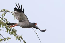 Jastrzębiak jasny - Melierax canorus - Pale Chanting Goshawk
