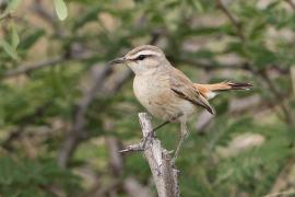 Chwastówka pustynna - Cisticola aridulus - Desert Cisticola