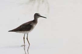 Samotnik - Tringa ochropus - Green Sandpiper