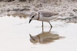 Sieweczka przylądkowa - Charadrius pallidus - Chestnut-banded Plover